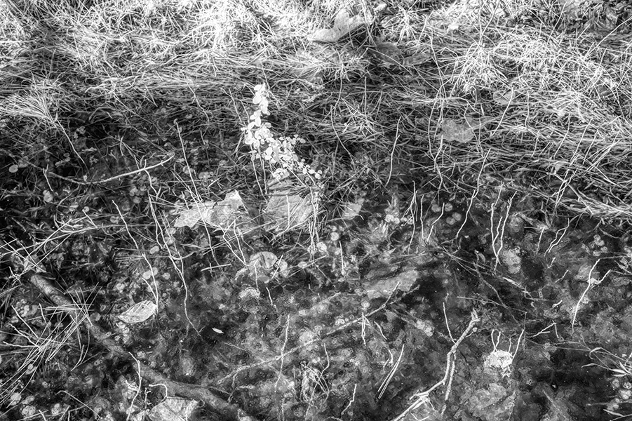 Infrared HDR Photograph of Weeds, Water, and Ice.
